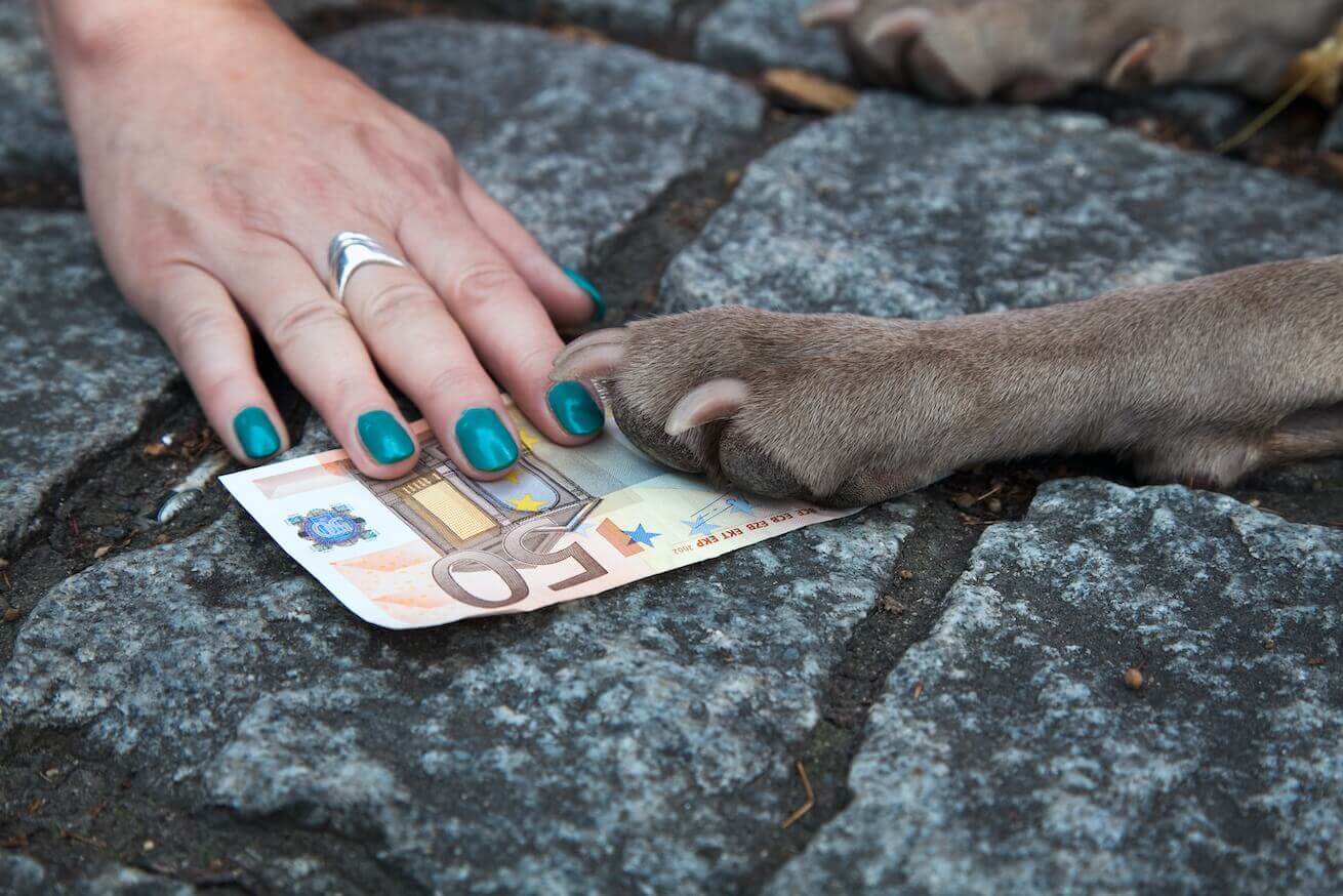Kosten Hund