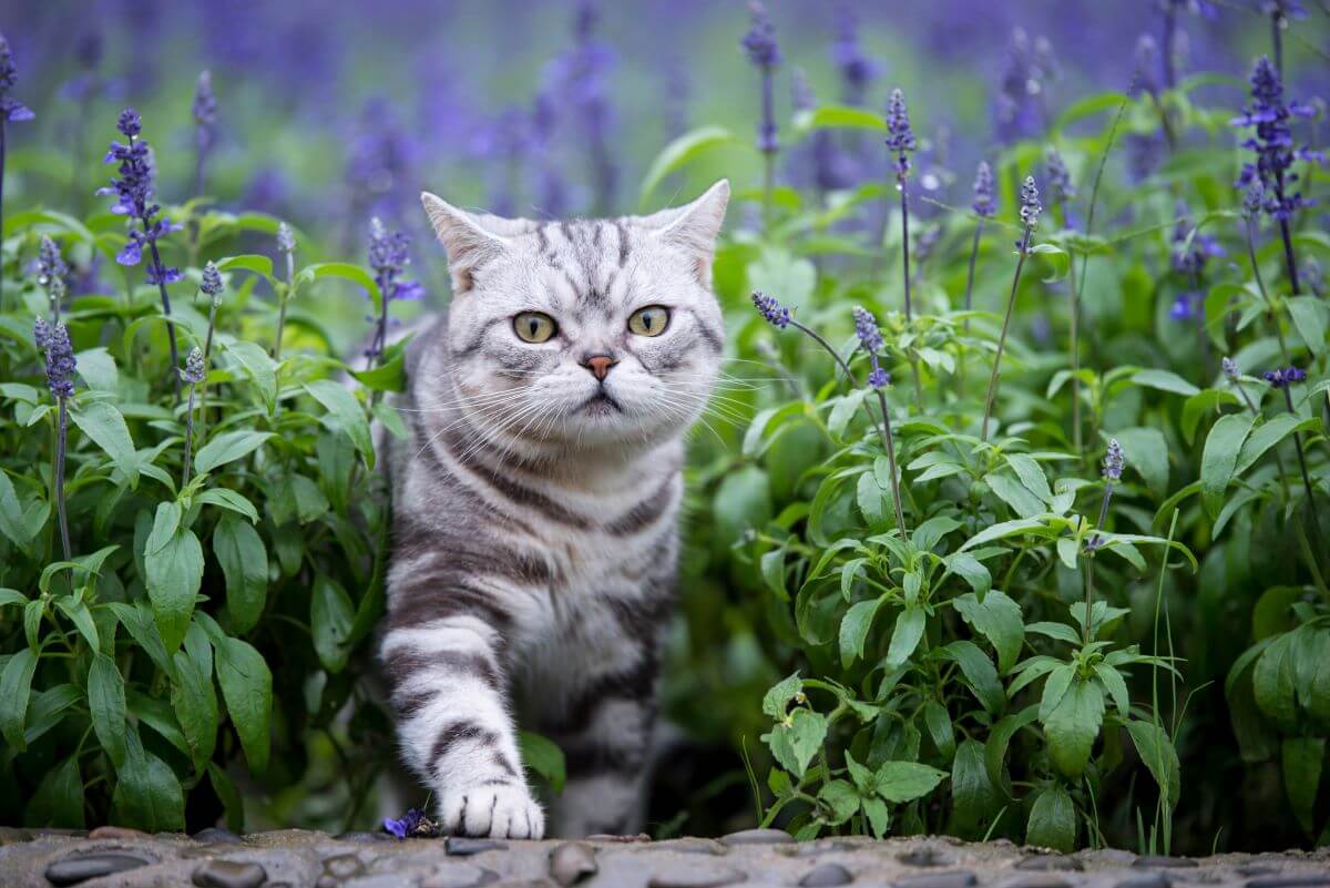 Lavendel Katze