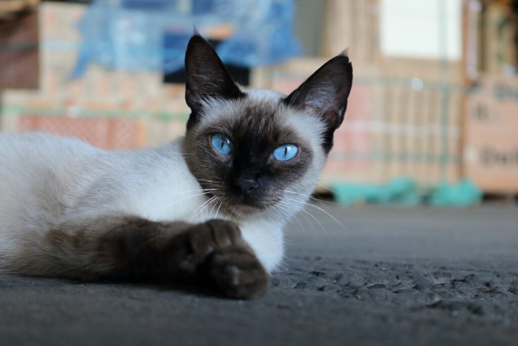 Siam Katze
