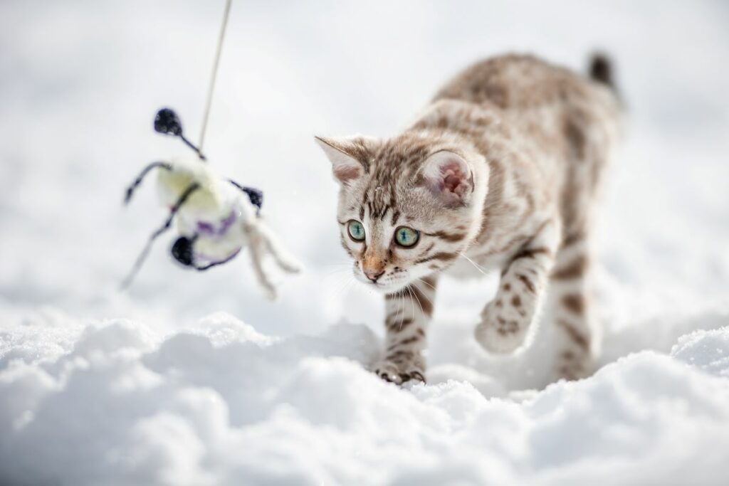 Snow Bengal