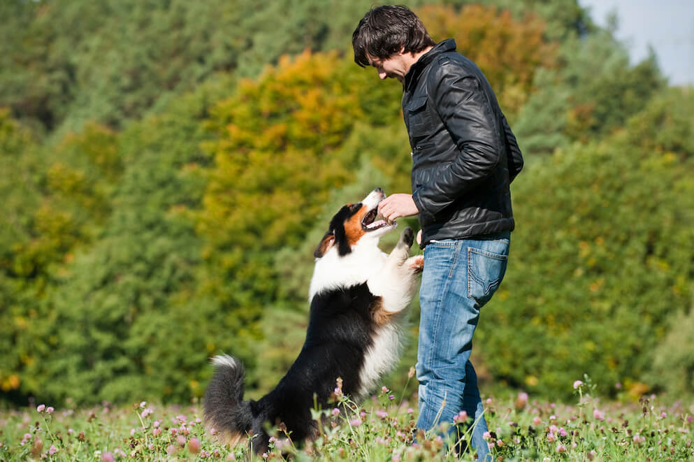 Übersprungshandlung Hund