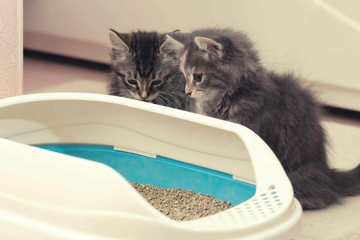 Wie Lernt Man Katzen Aufs Katzenklo Zu Gehen www.haustierratgeber.de