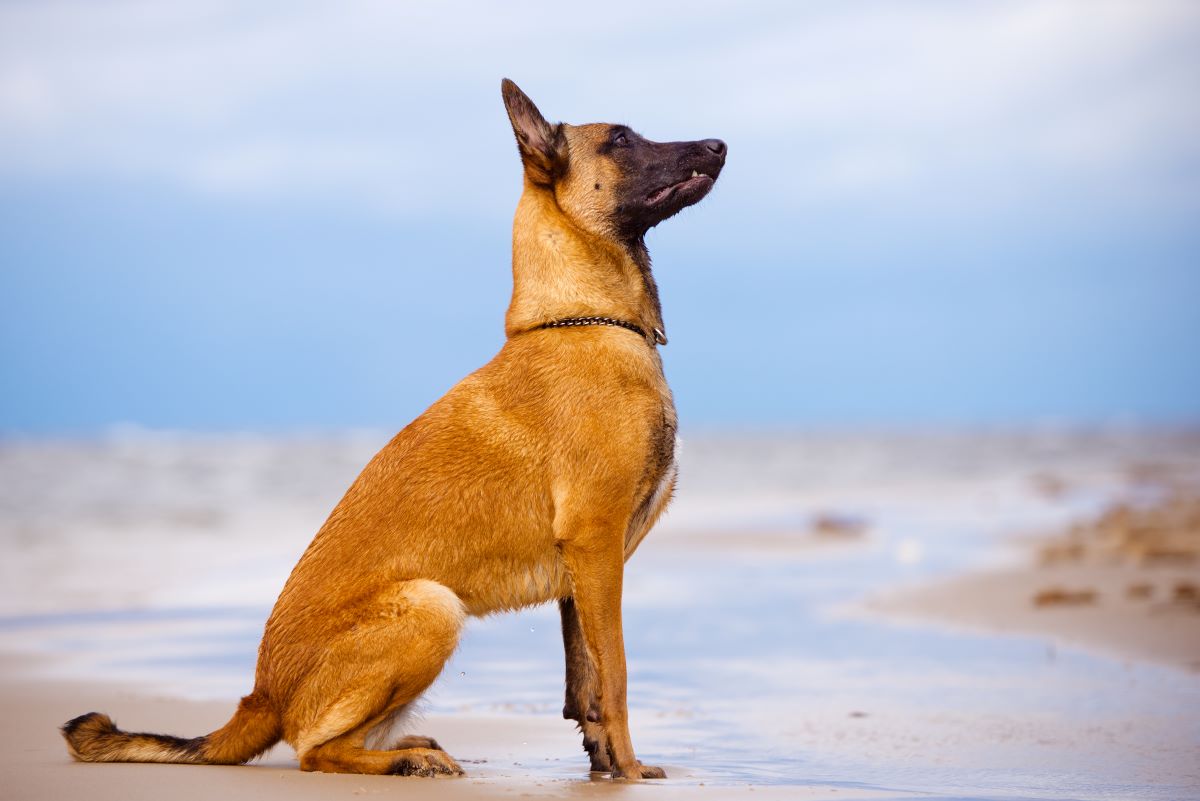 belgischer schäferhund