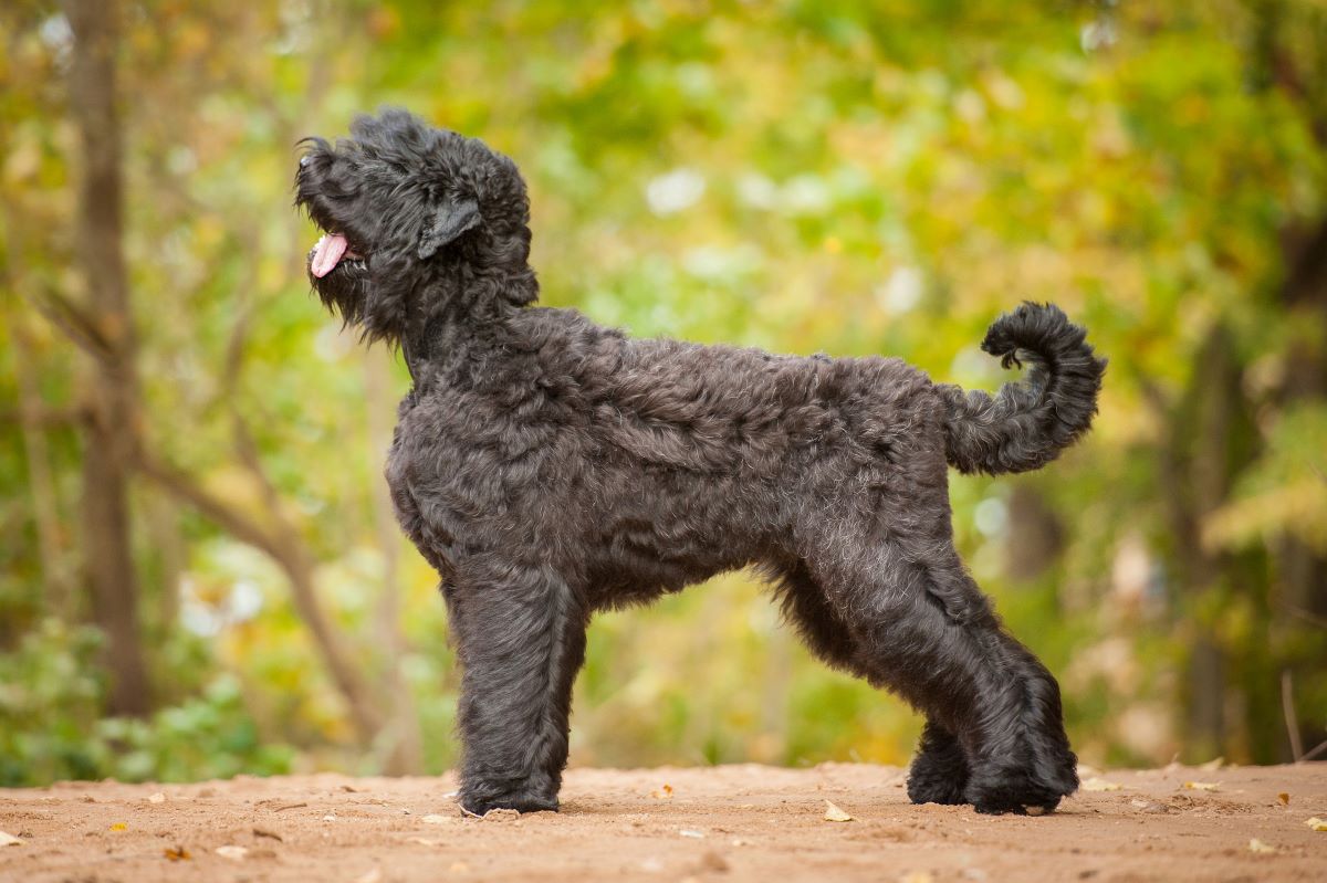 bouvier des flandres