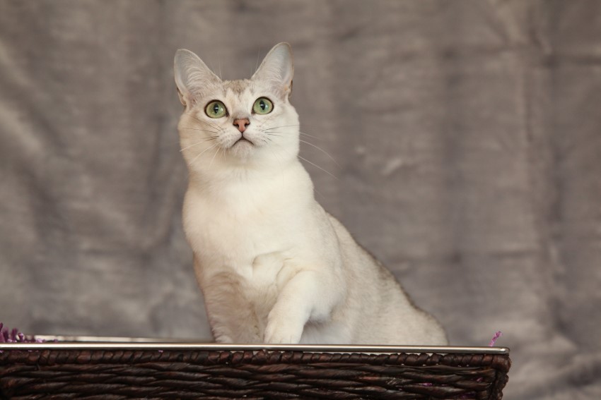 burmilla