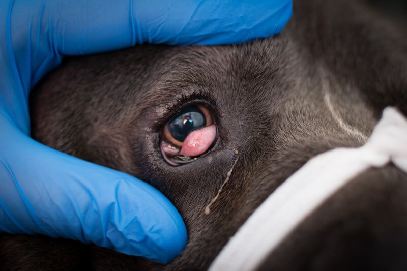 cherry eye-hund