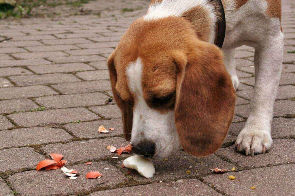 dürfen hunde eier essen