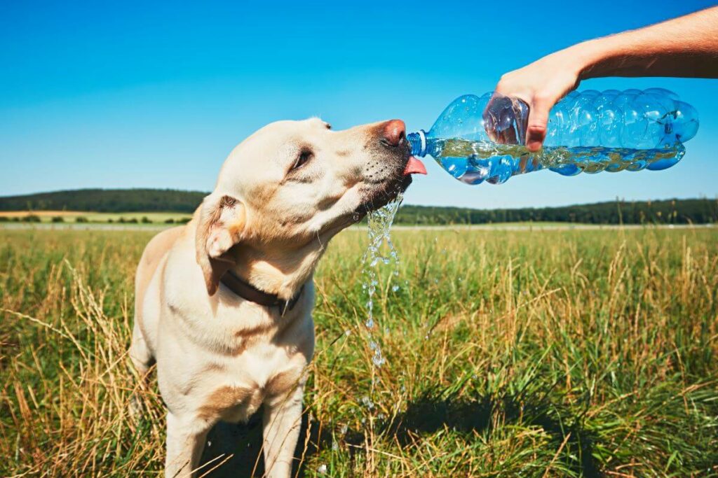 hund abkühlung