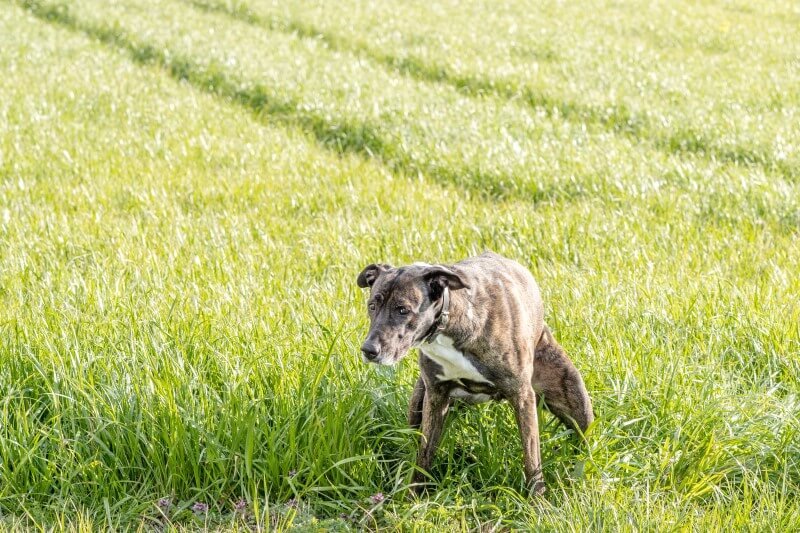 hund-darmverschluss