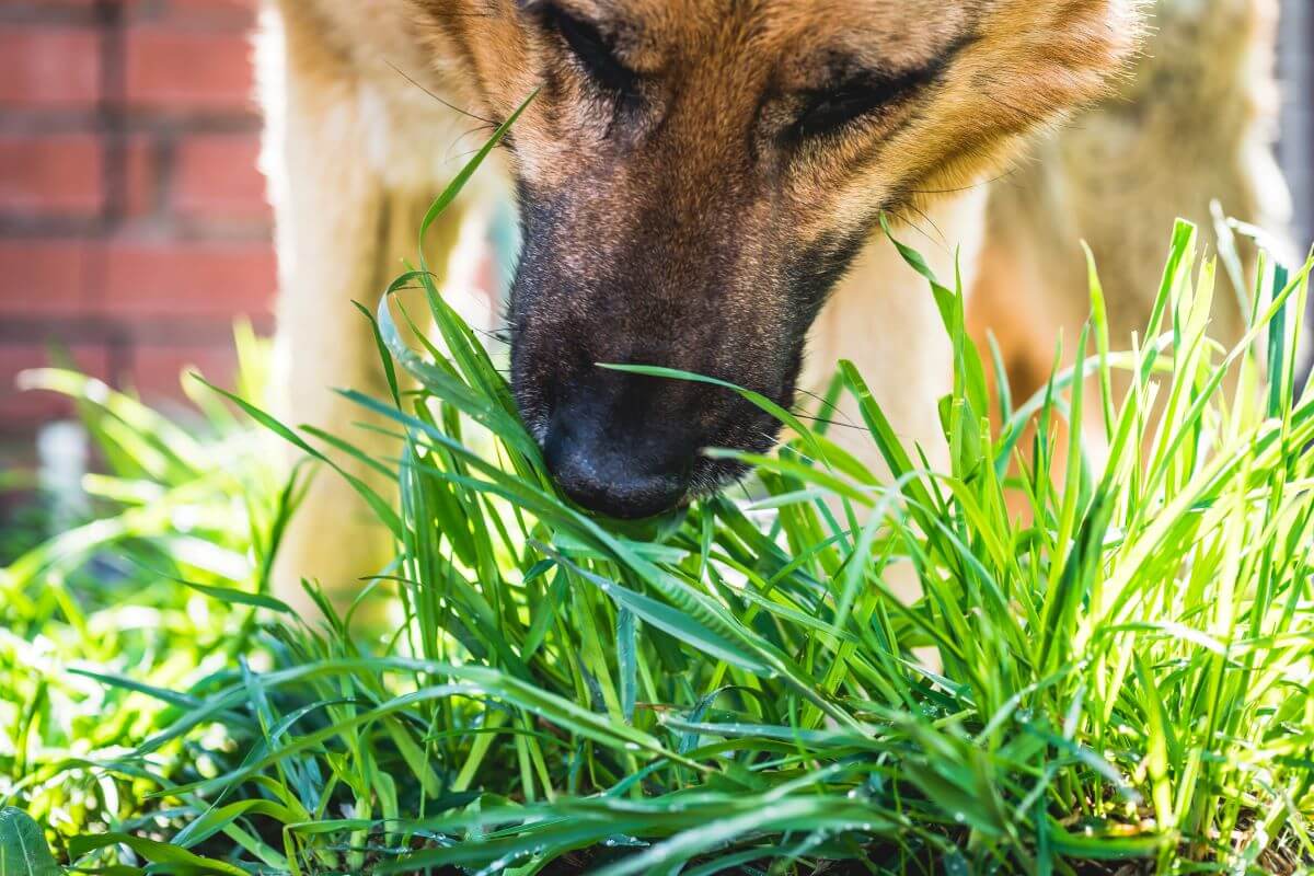 Hund frisst Gras: Natürliches