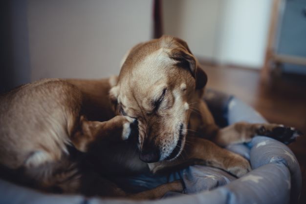 hund-grasmilben