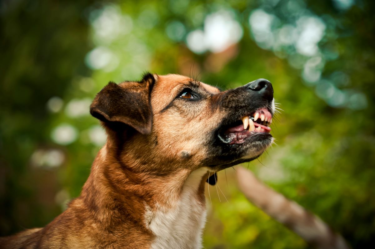 hund knurrt