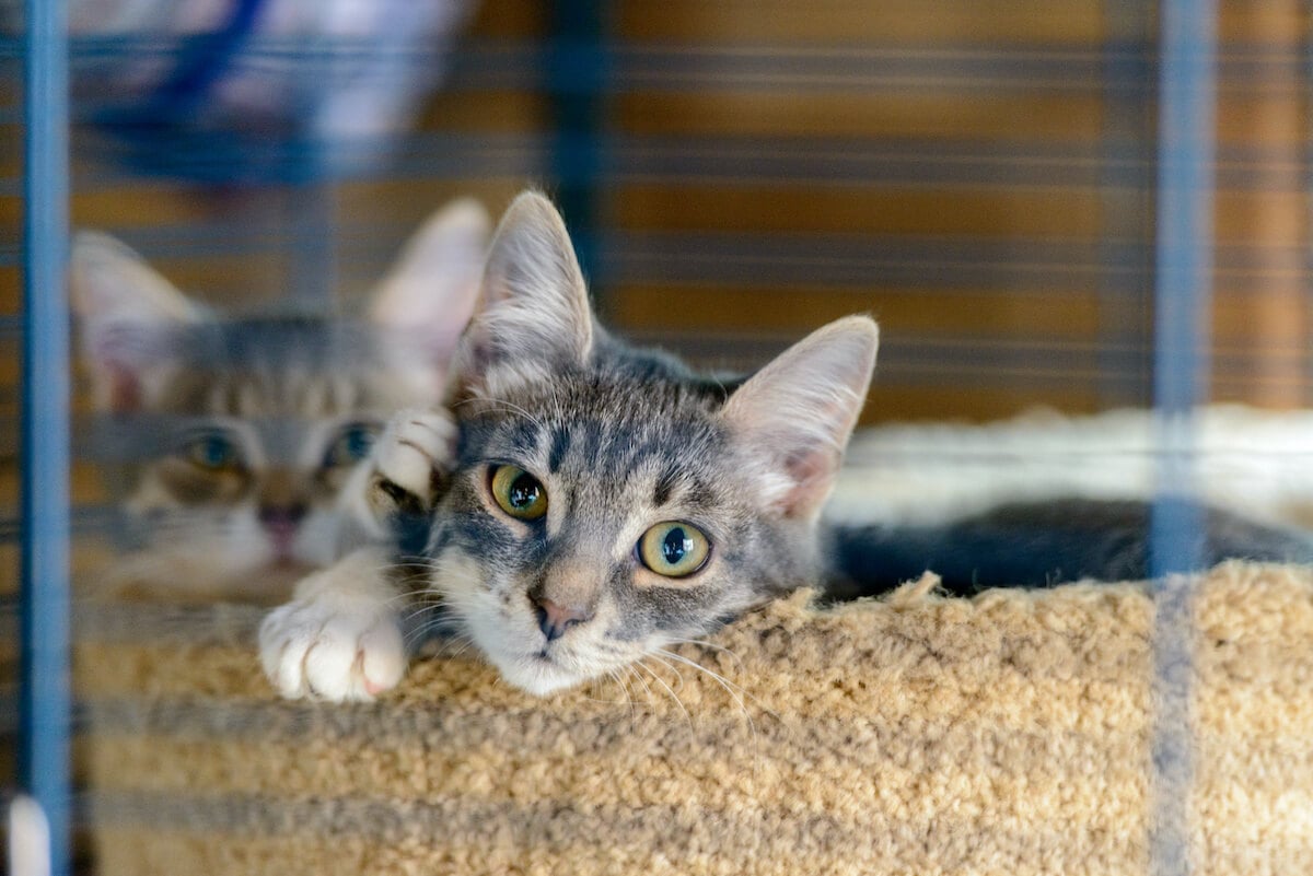 katze-adoptieren