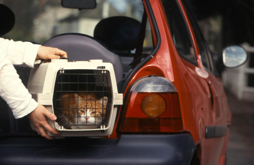 Umzug mit Katze