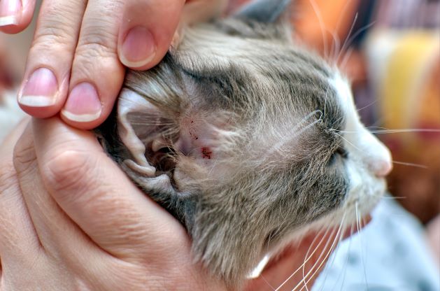 katze haut