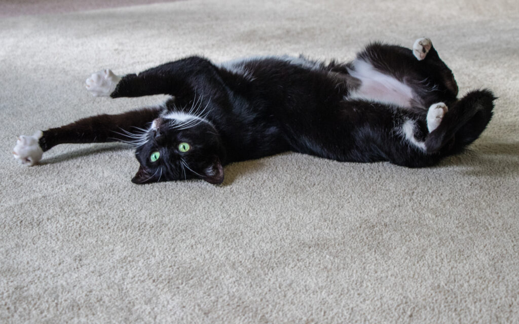 Deine Katze ist rollig? Das kannst Du dagegen tun!