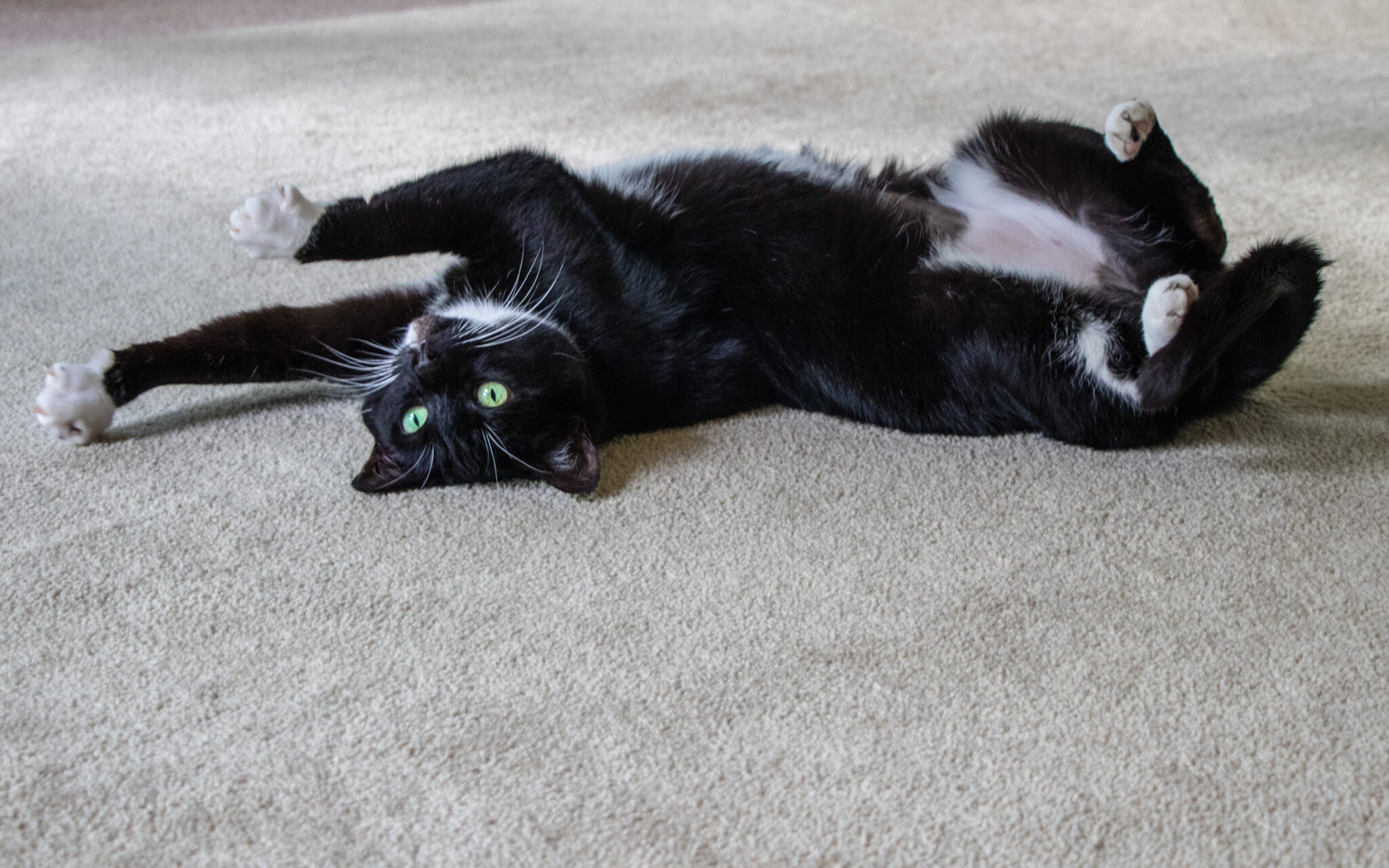 Meine Katze Pinkelt überall Hin Wenn Sie Rollig Ist Deine Katze ist rollig? Das kannst Du dagegen tun!