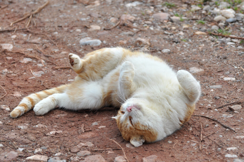 Kater Rollt Sich Auf Dem Boden Rum Deine Katze ist rollig? Das kannst Du dagegen tun!