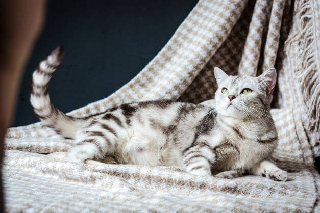 katze-schwanger
