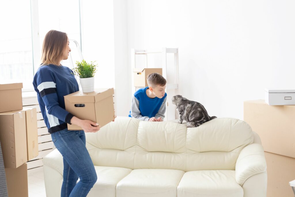katze umzug couch 1