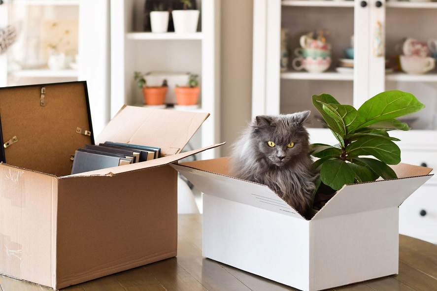 Umzug mit Katze