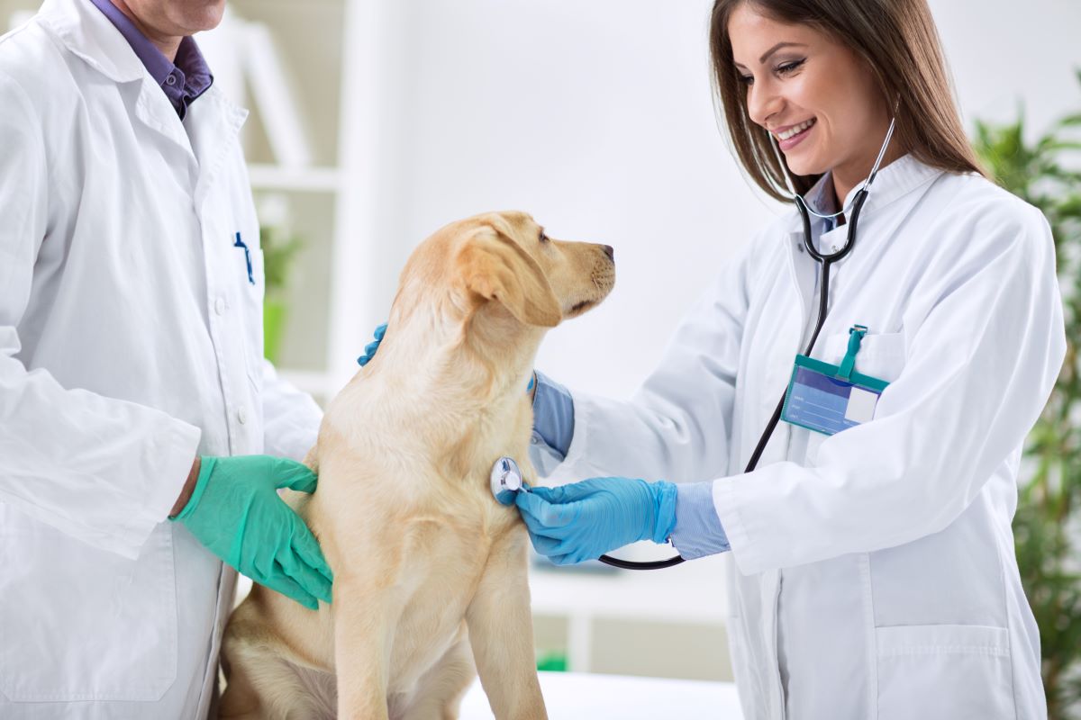 lungenentzuendung hund