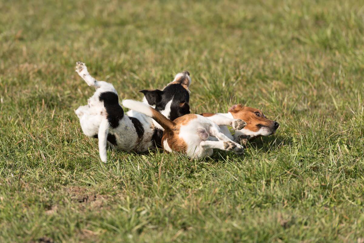 milben beim hund