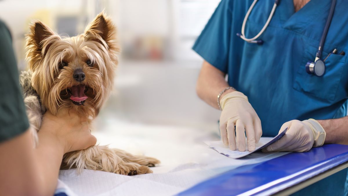 zahnfleischentzuendung hund