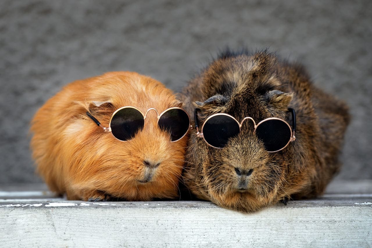 Englisches Meerschweinchen