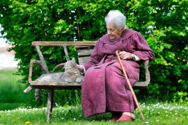 Alte Katze eingefallene Flanken