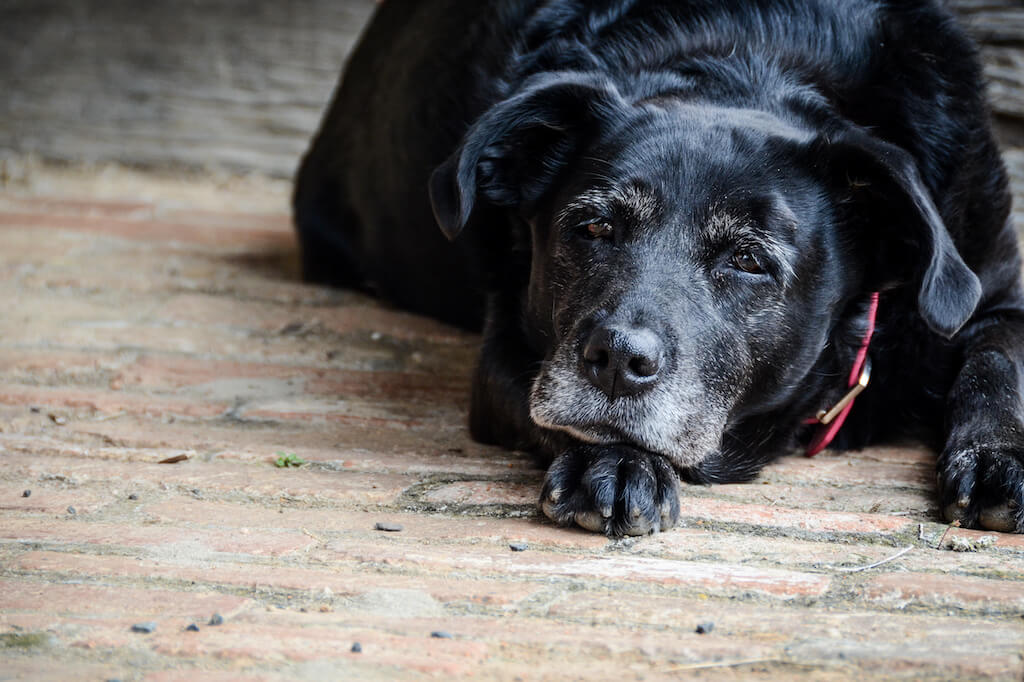 Dein alter Hund trinkt viel Das steckt dahinter!