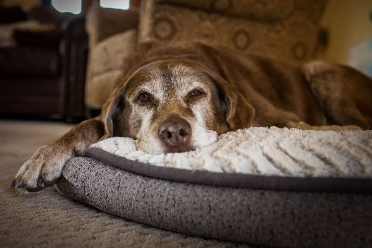 Hund alleine lassen