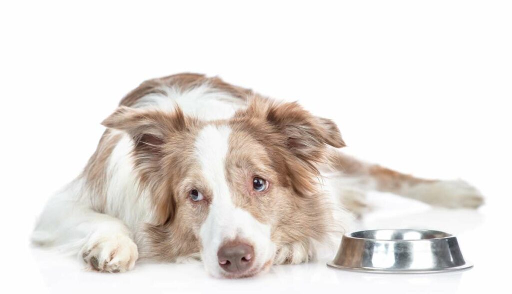 Borreliose beim Hund Krankheit