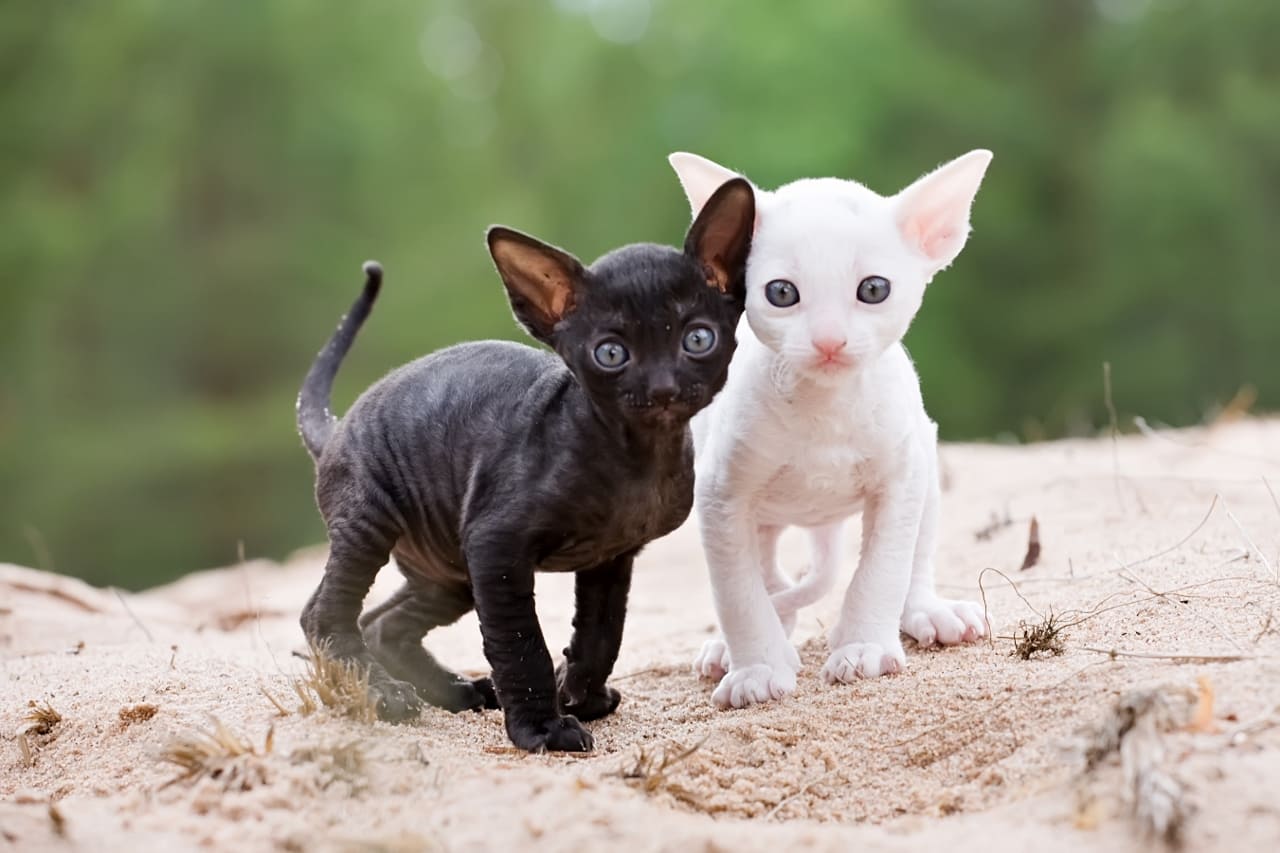 Cornish Rex