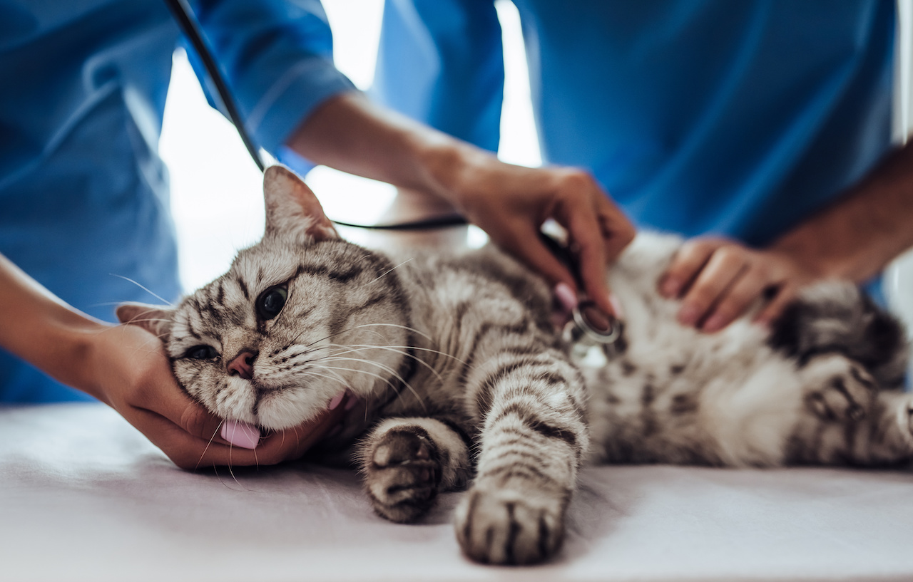Epilepsie bei Katzen