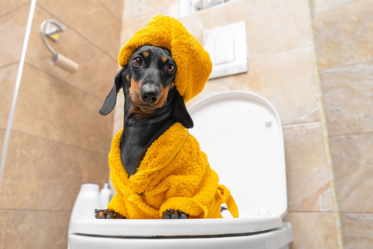 Gelber Kot Hunde
