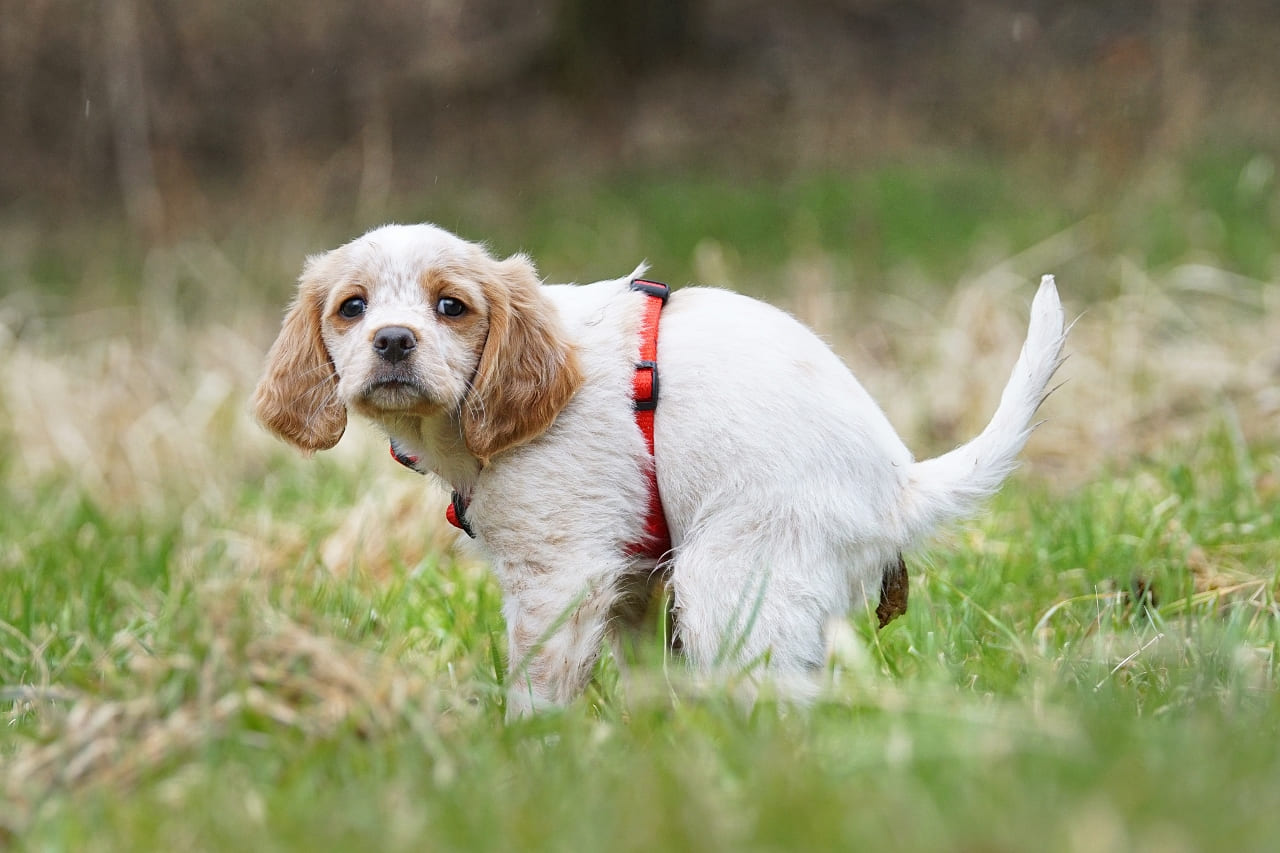 Giardien Symptome Hund