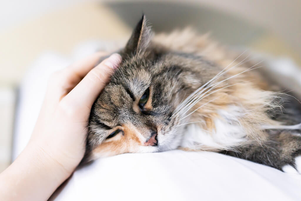 giardien-bei-katzen-wie-du-sie-erkennst-und-bek-mpfst