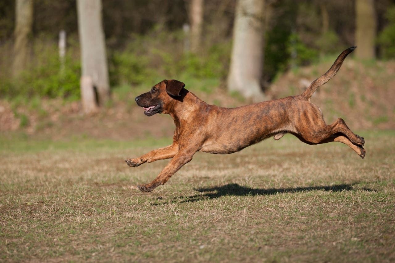 Hannoverscher Schweißhund