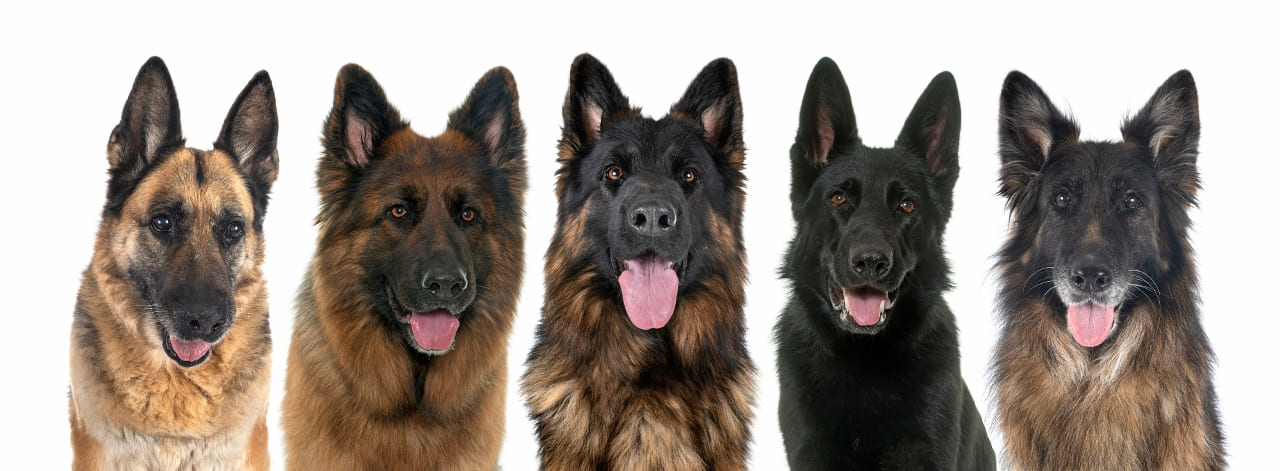 Hirtenhunde