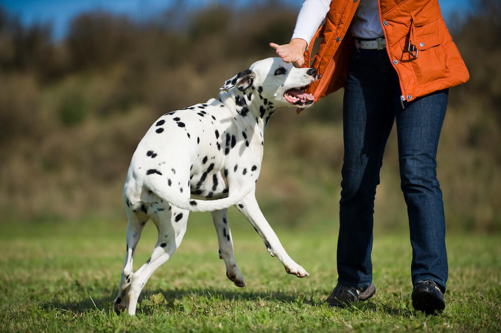 Hund Anspringen