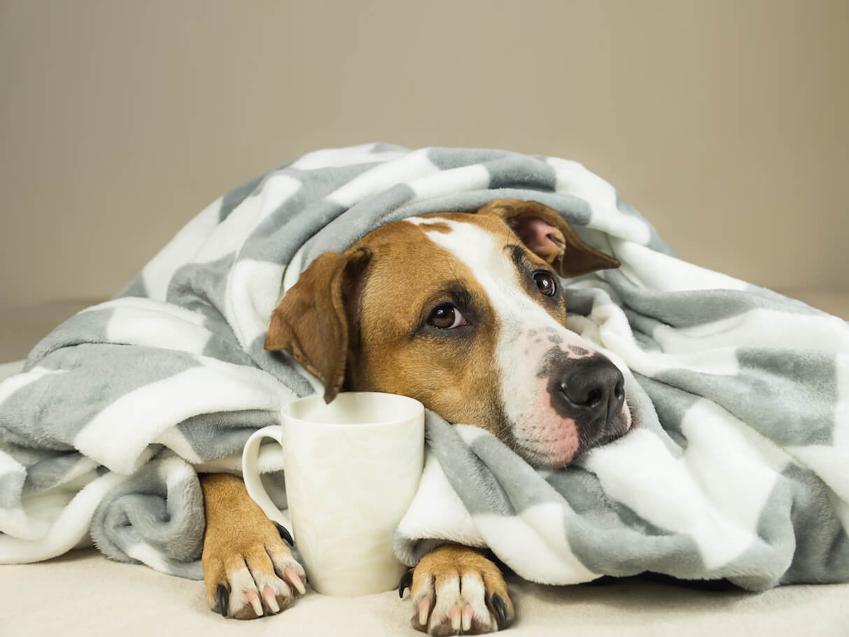 Körpertemperatur Hund