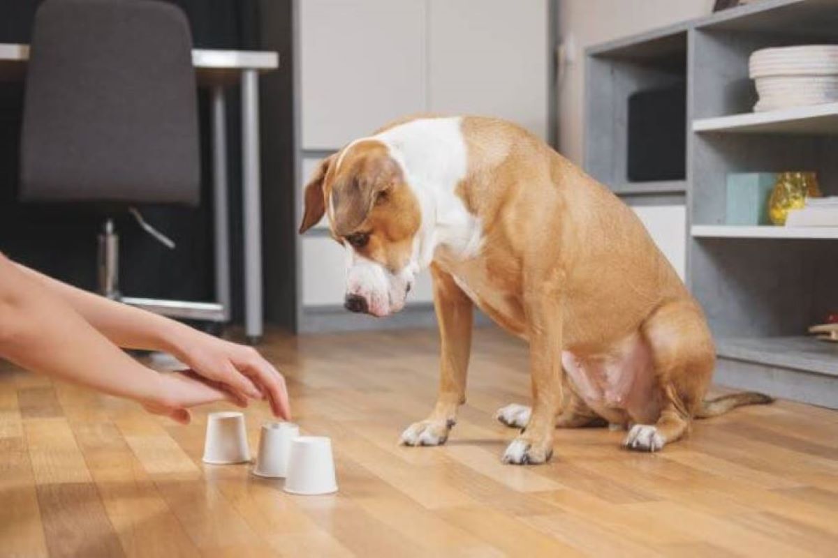 Hund Langeweile