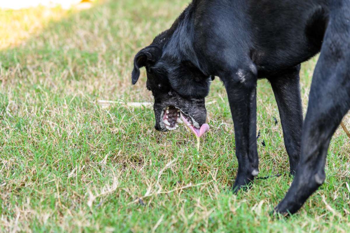 Hund erbricht Schaum