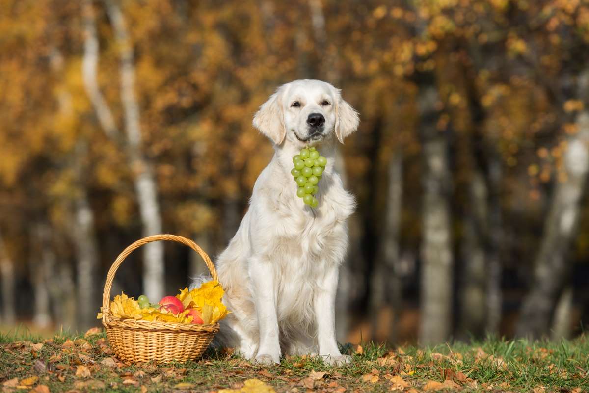 Hund Trauben