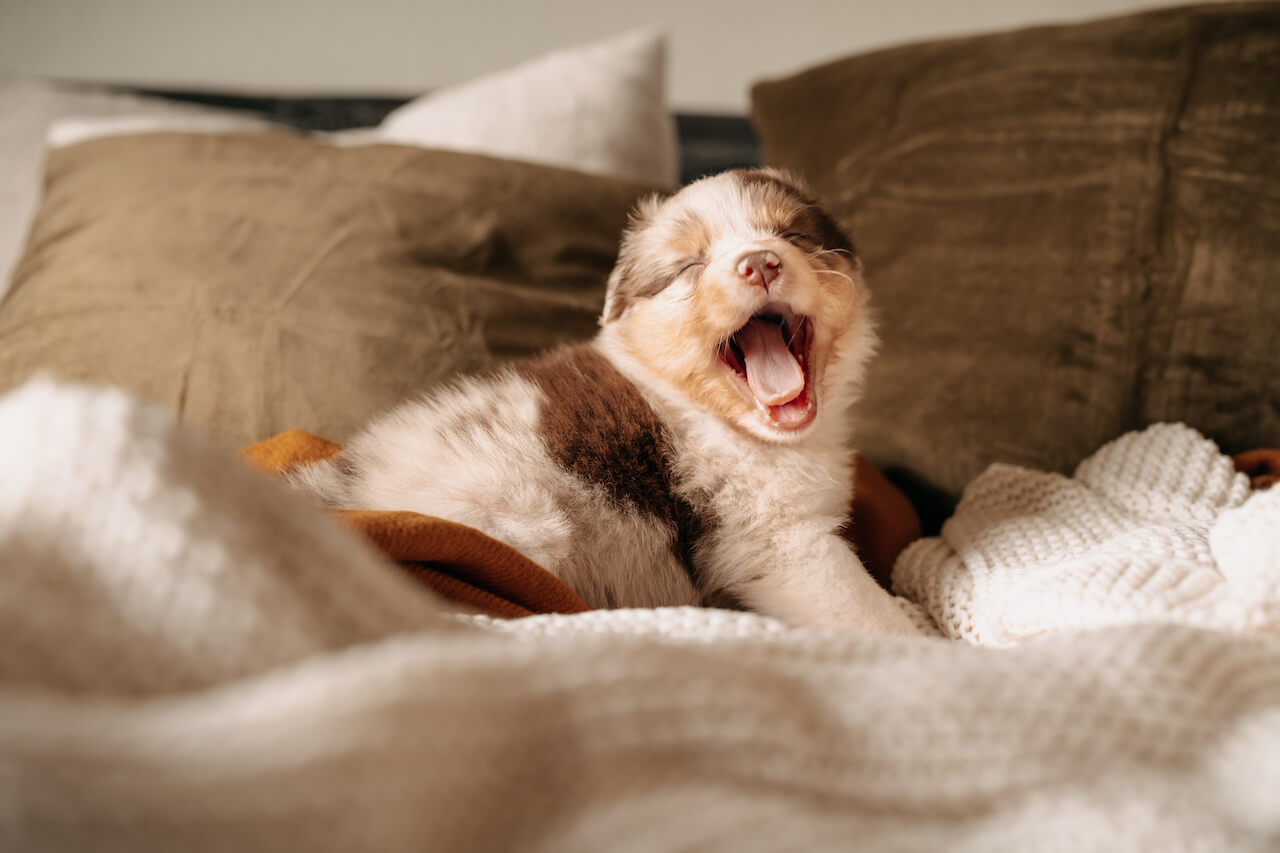 Hund gähnt viel