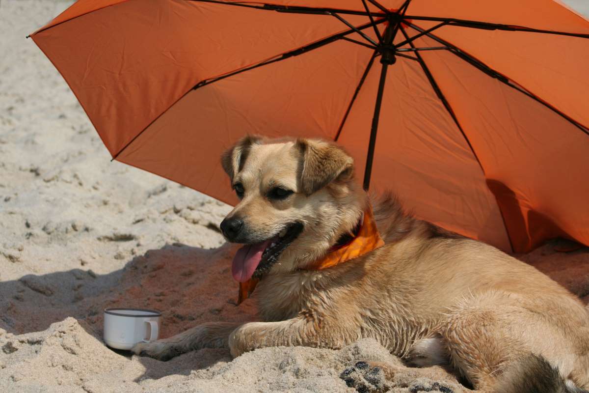 hundestrand fehmarn