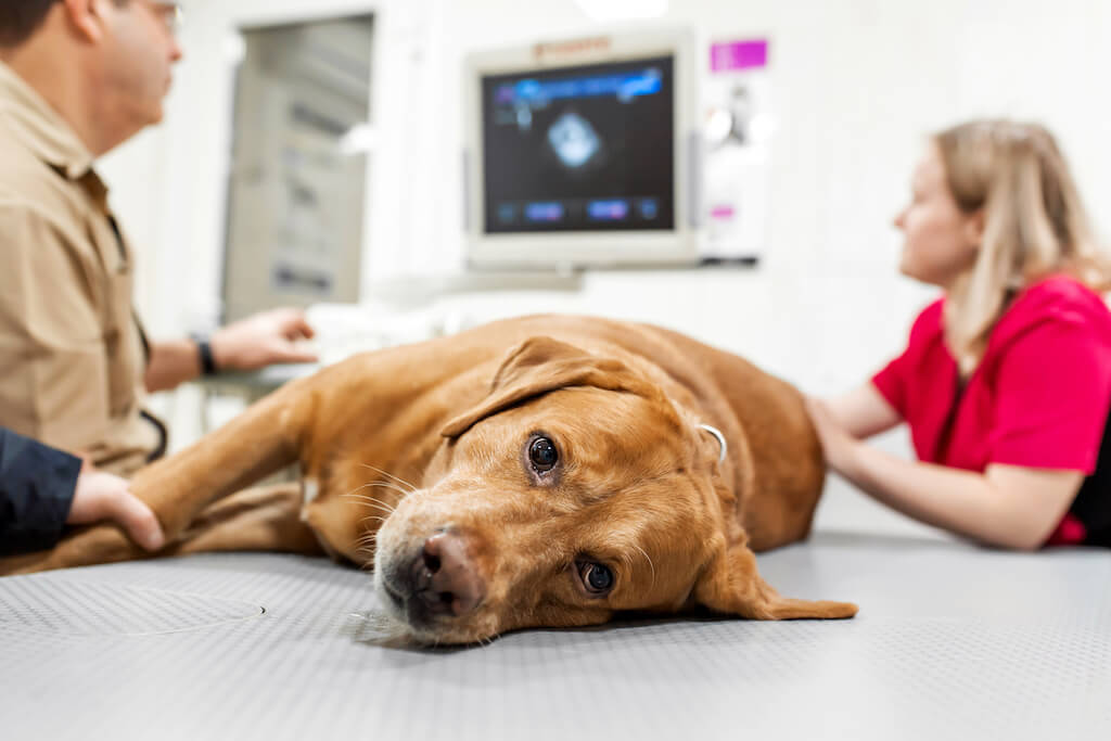 Hund pinkelt Blut