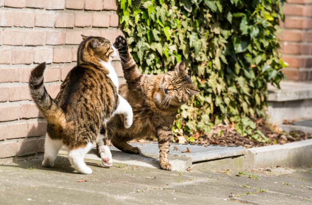 Katze kommt nicht nach Hause? Gründe, Tipps und Tricks