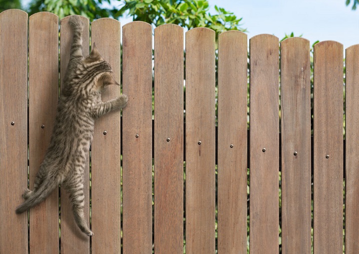 katzensicher
